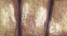 illustrazioni - sognetto